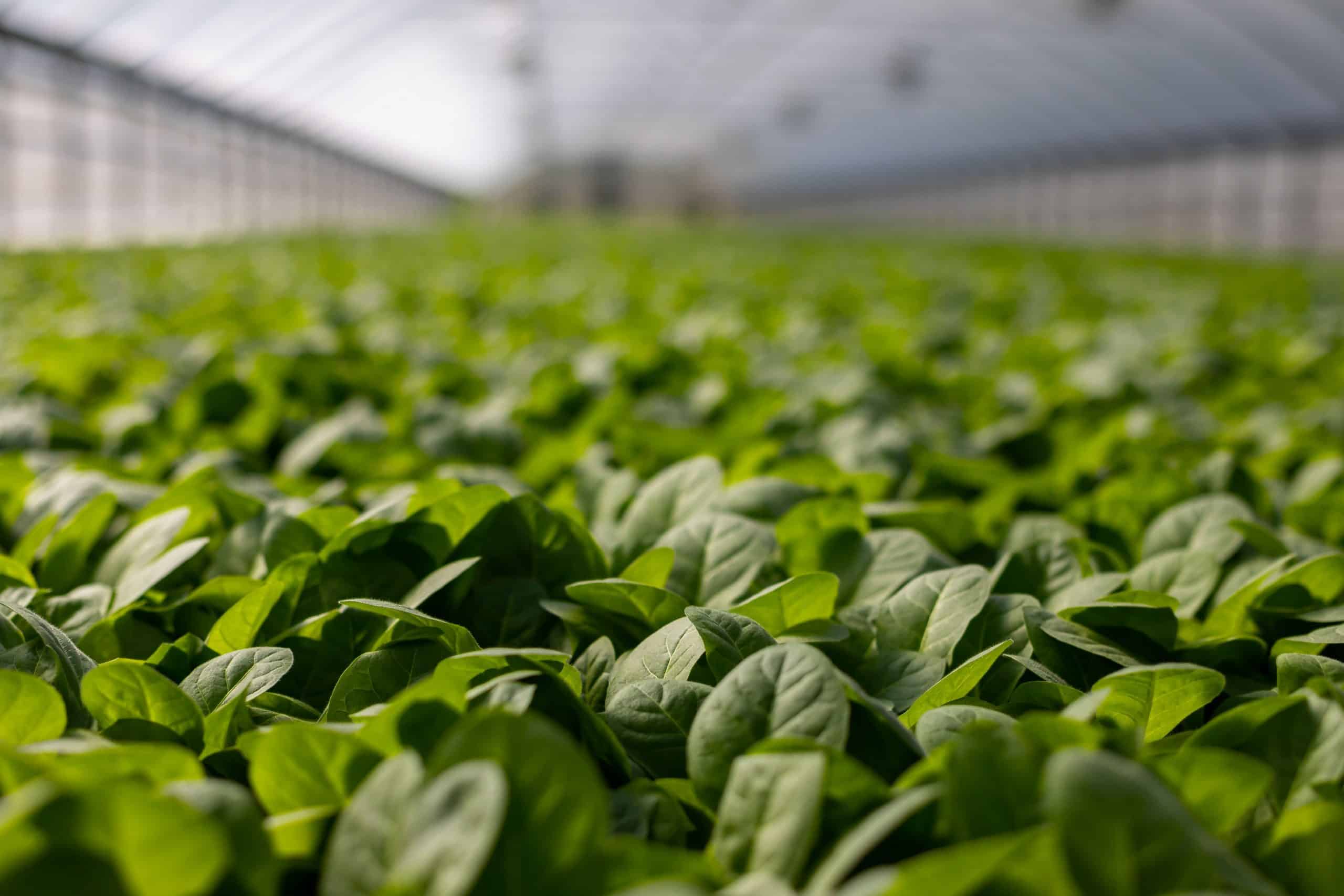 tuinbouw